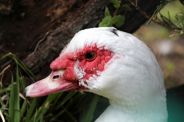 治局勢的變 治局勢的變