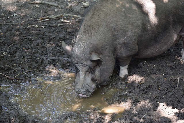 利物浦VS纽卡：28次客战没赢过利物浦一次，纽卡打平就是胜利.